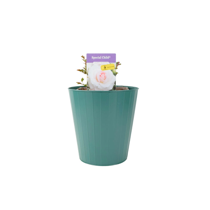 Rose Special Child Bush 5.5L