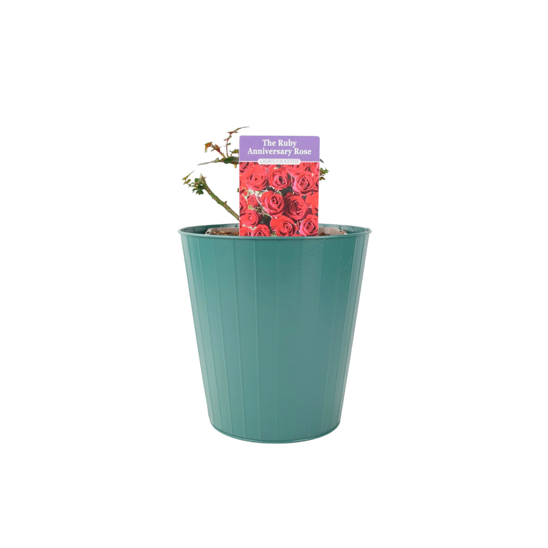 Rose The Ruby Anniversary 5.5 Litre Pot Plants By Post