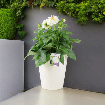 Dahlia Maggiore White Plants By Post