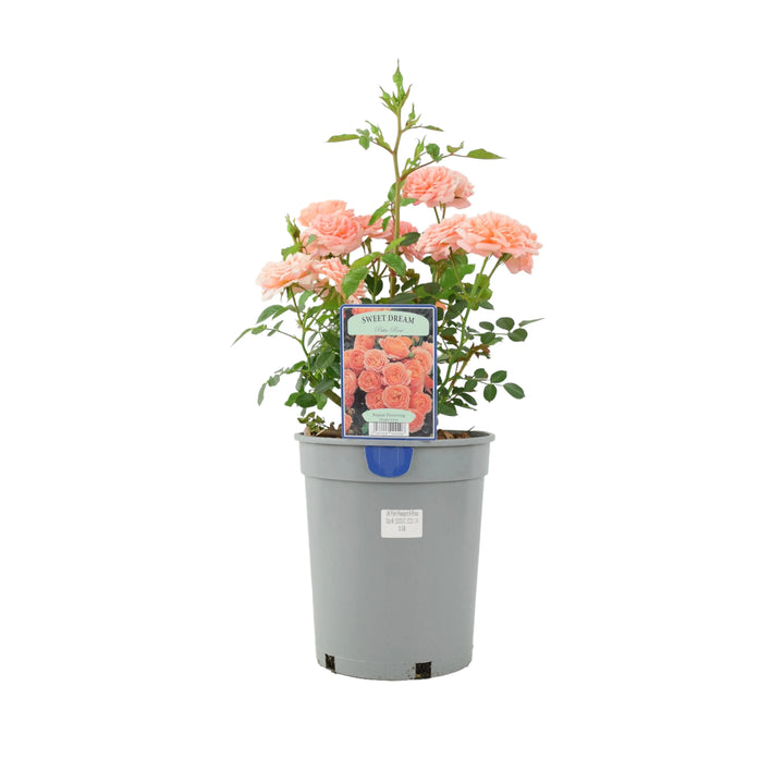 Sweet Dream Rose 4L Plants By Post