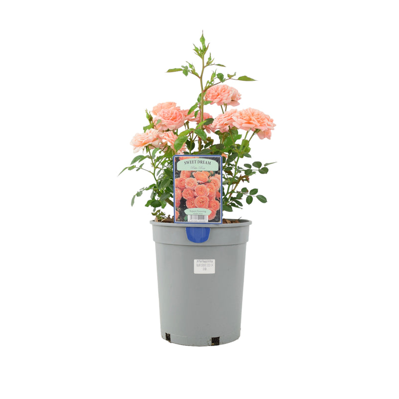 Rose Sweet Dream 4L (Patio) Plants By Post