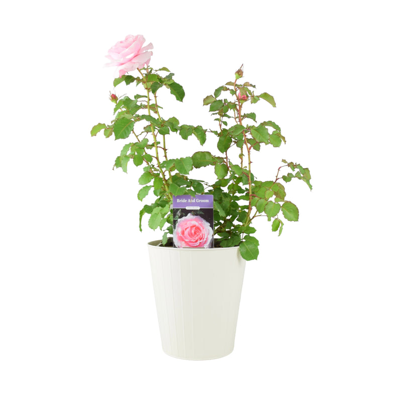 Rose Bride And Groom 5.5 Litre Pot Plants By Post