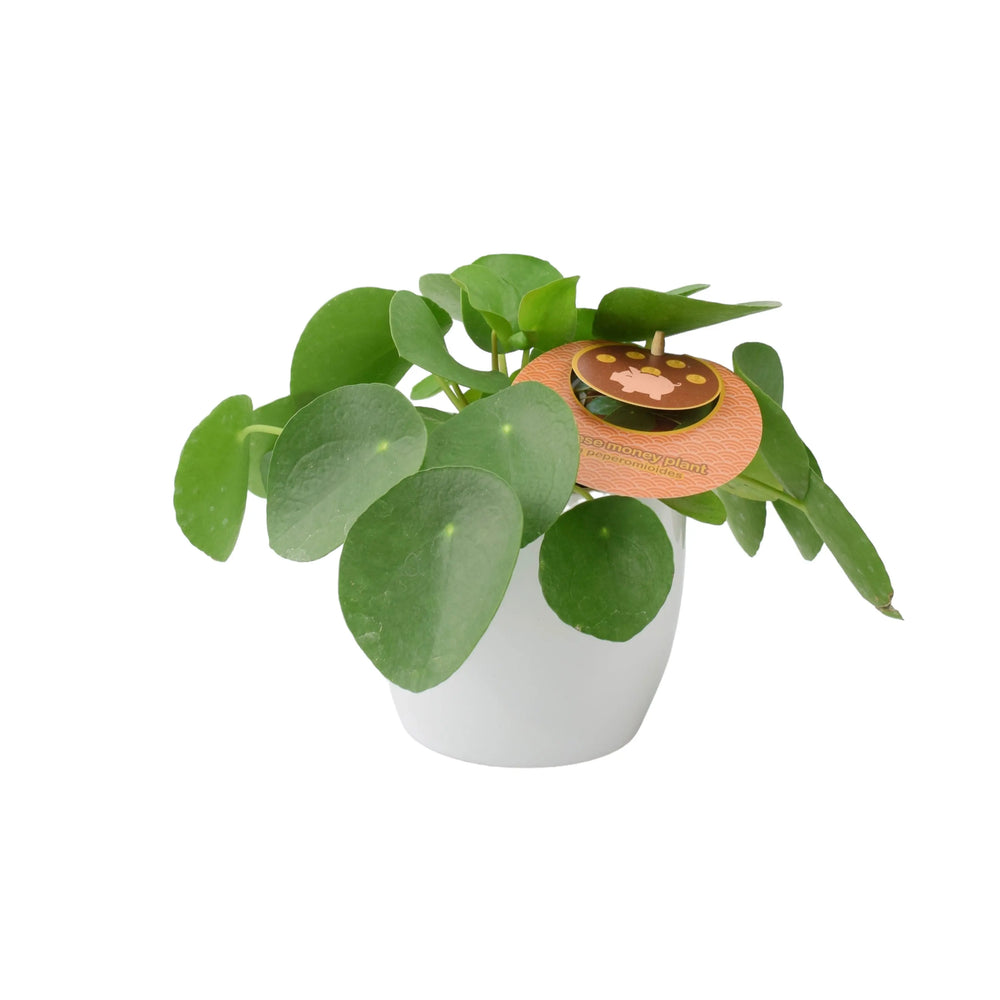 Pilea Pepperomioides Chinese Money Plant 12cm Matte White Pot Unbranded