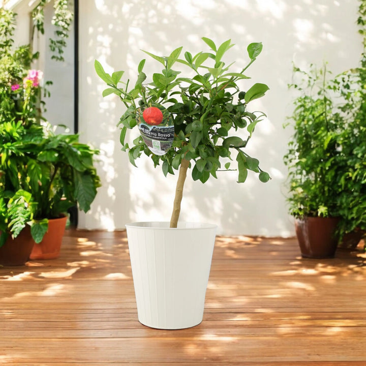 Citrus Red Lime Tree plants by post