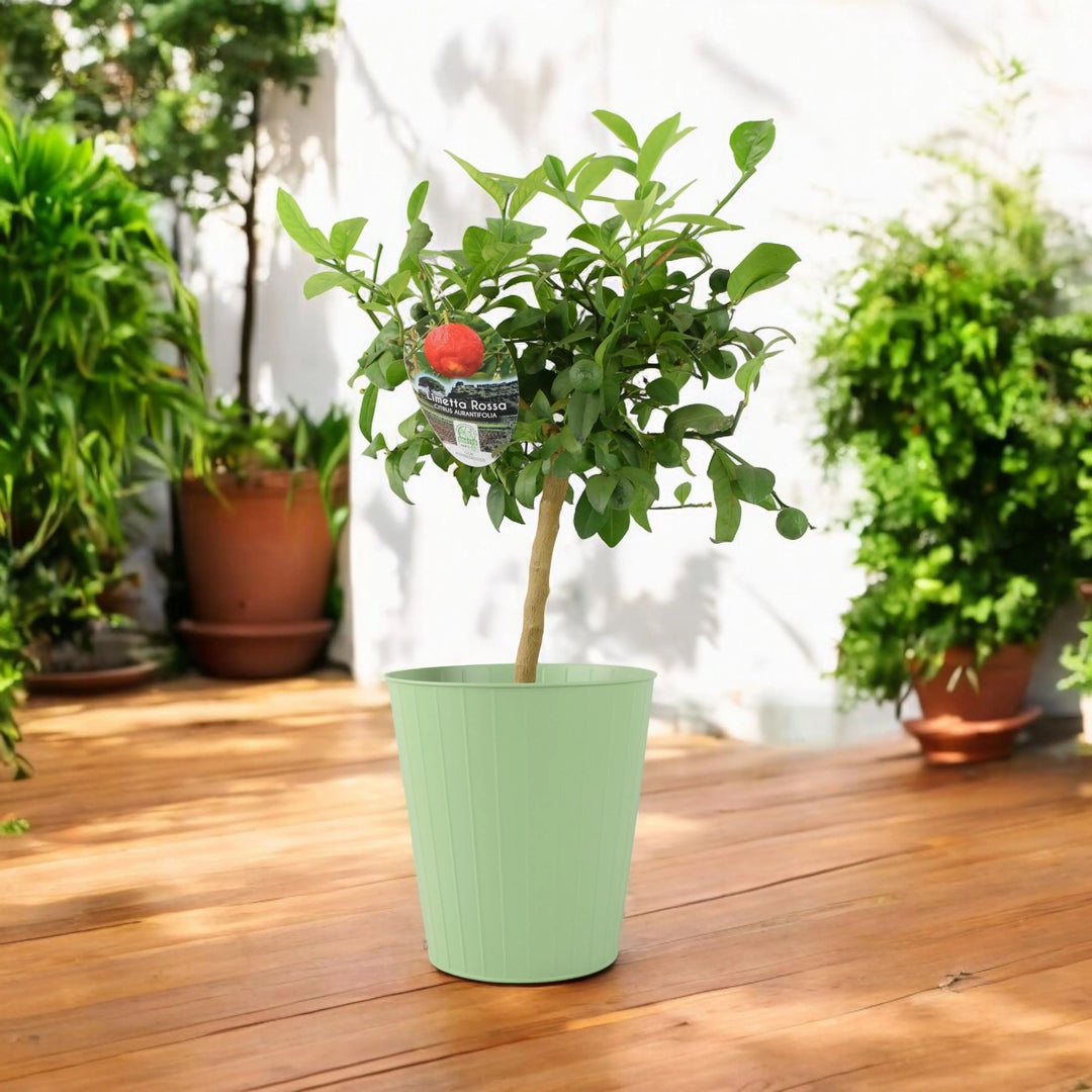 Citrus Red Lime Tree plants by post