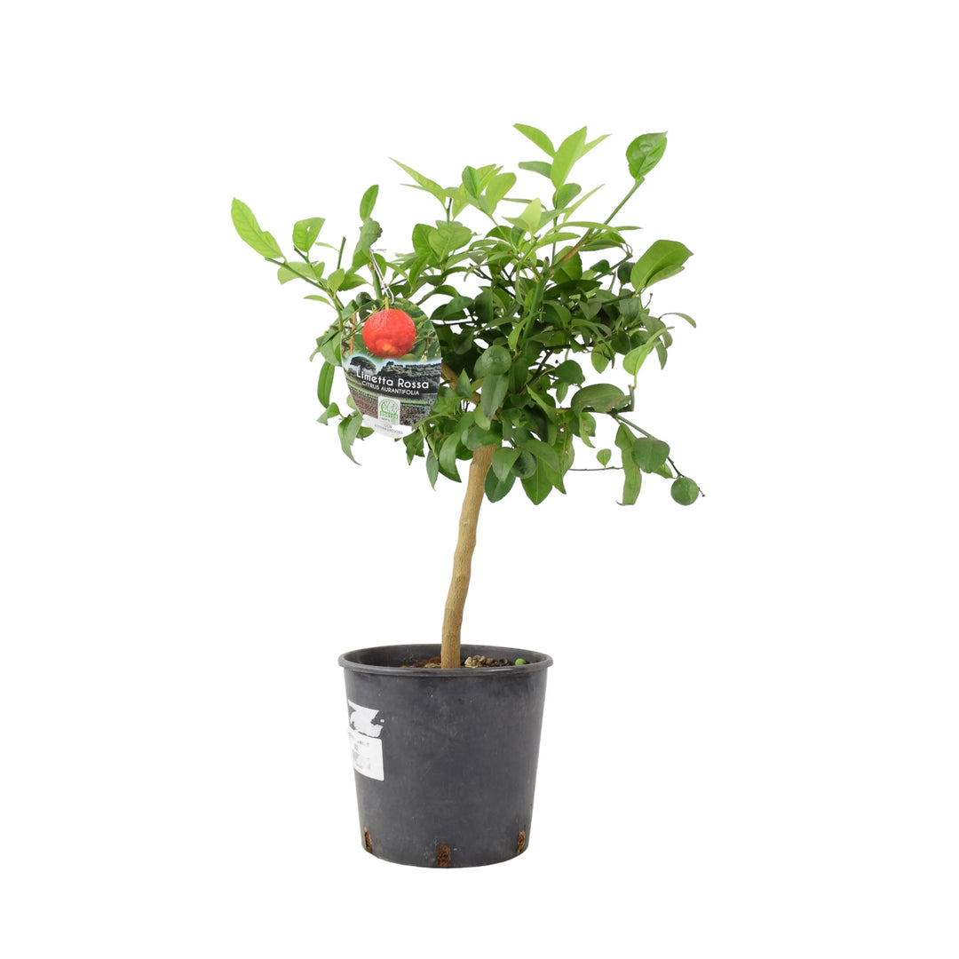 Citrus Red Lime Tree plants by post