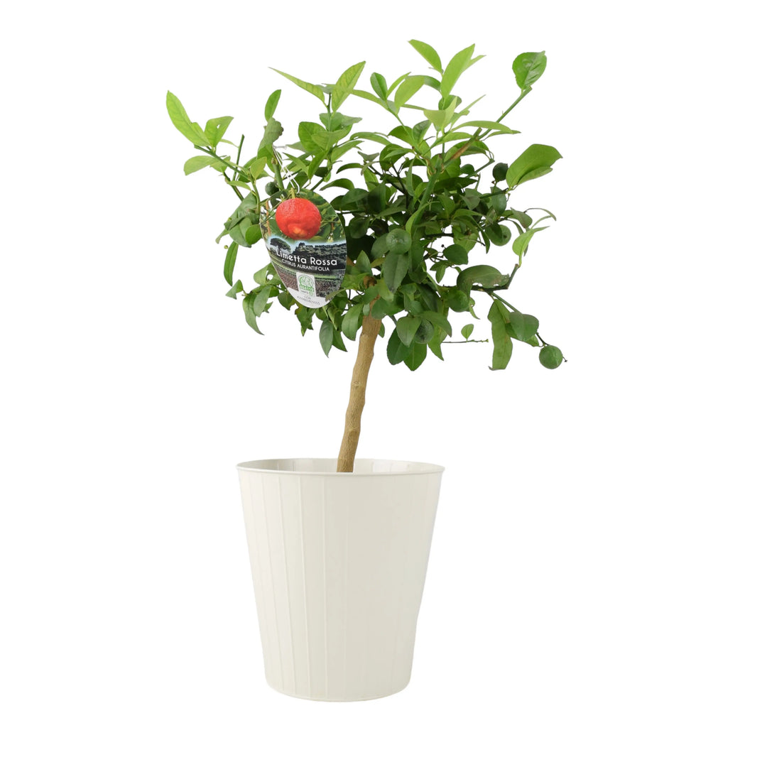 Citrus Red Lime Tree plants by post