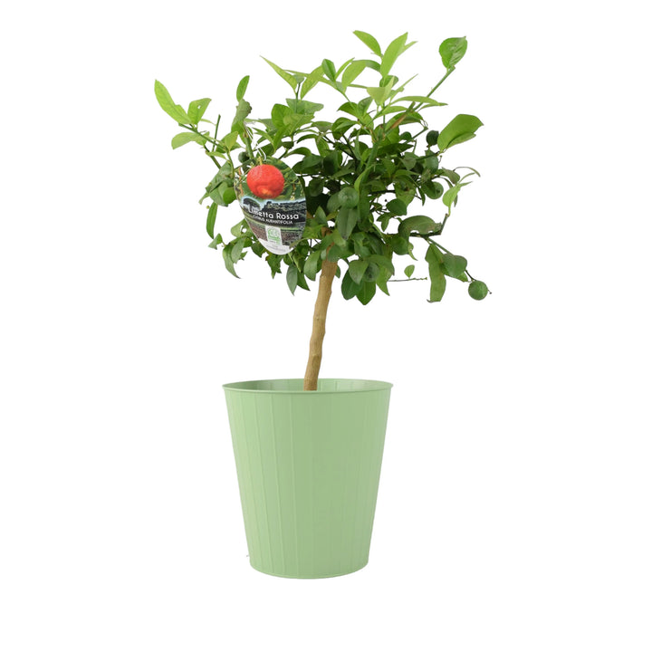 Citrus Red Lime Tree plants by post