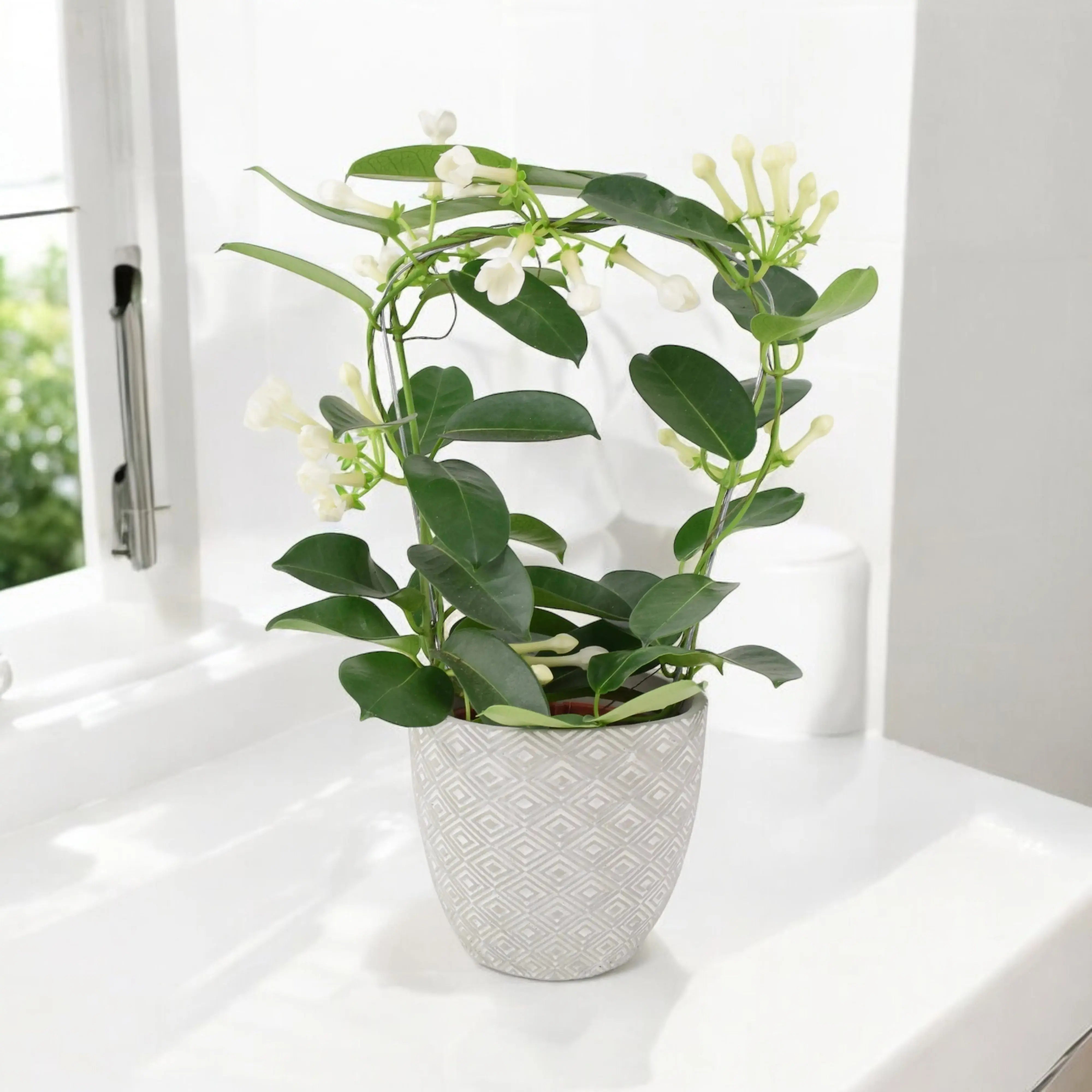 Stephanotis Floribunda Jasmine Hoop 12cm Plants By Post