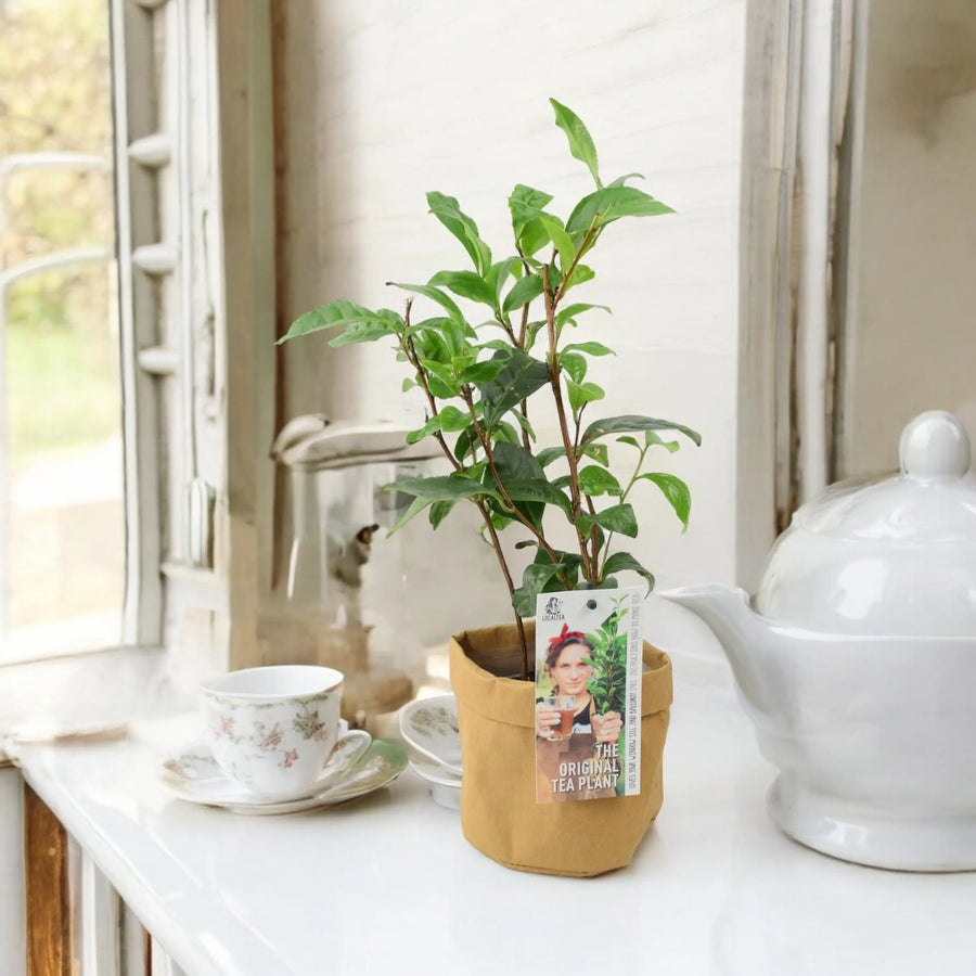 Camelia Sinensis Tea Plant Plants By Post