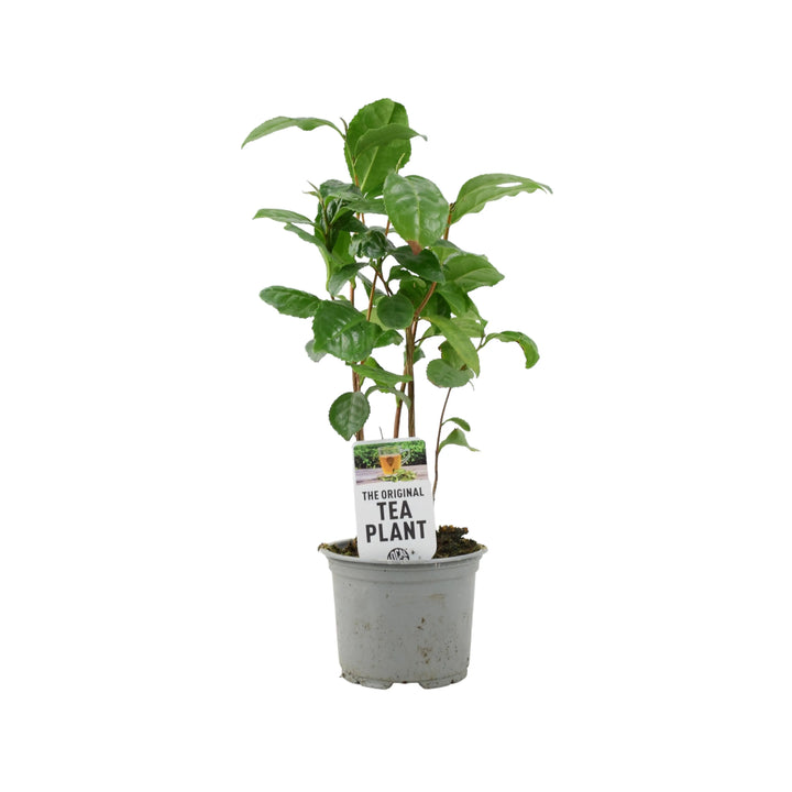 Camelia Sinensis Tea Plant Plants By Post