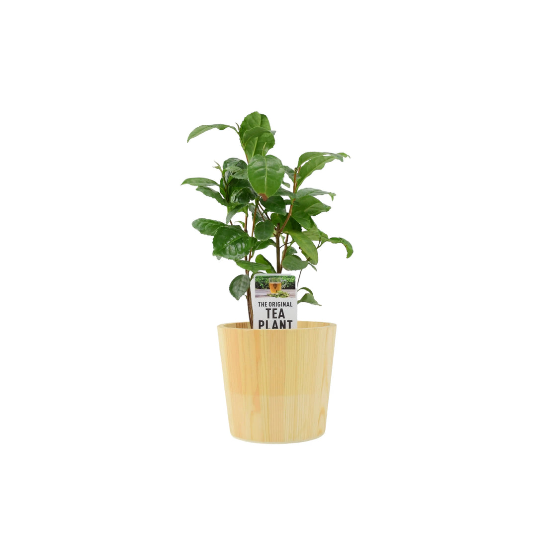 Camelia Sinensis Tea Plant Plants By Post