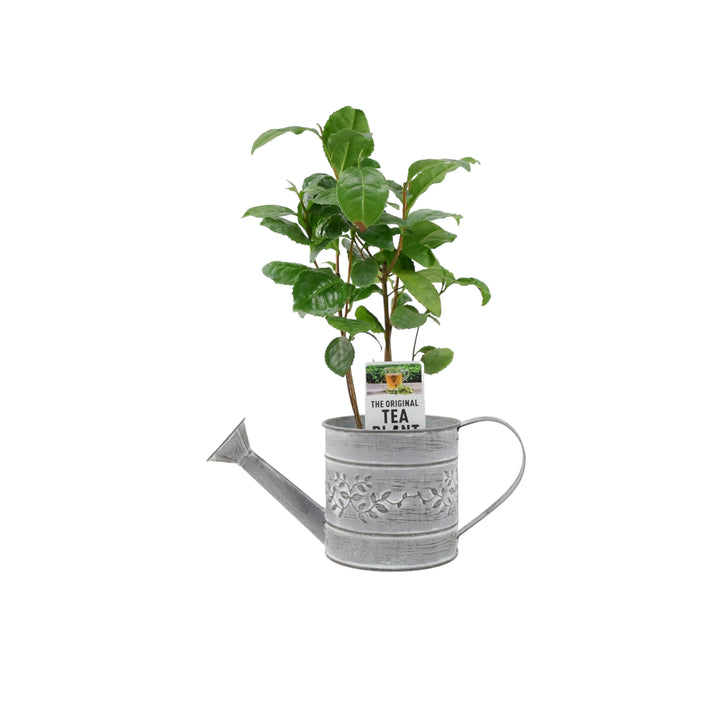 Camelia Sinensis Tea Plant Plants By Post