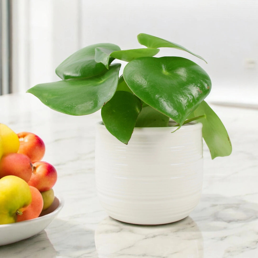 Pilea Polybotrya Raindrop Unbranded