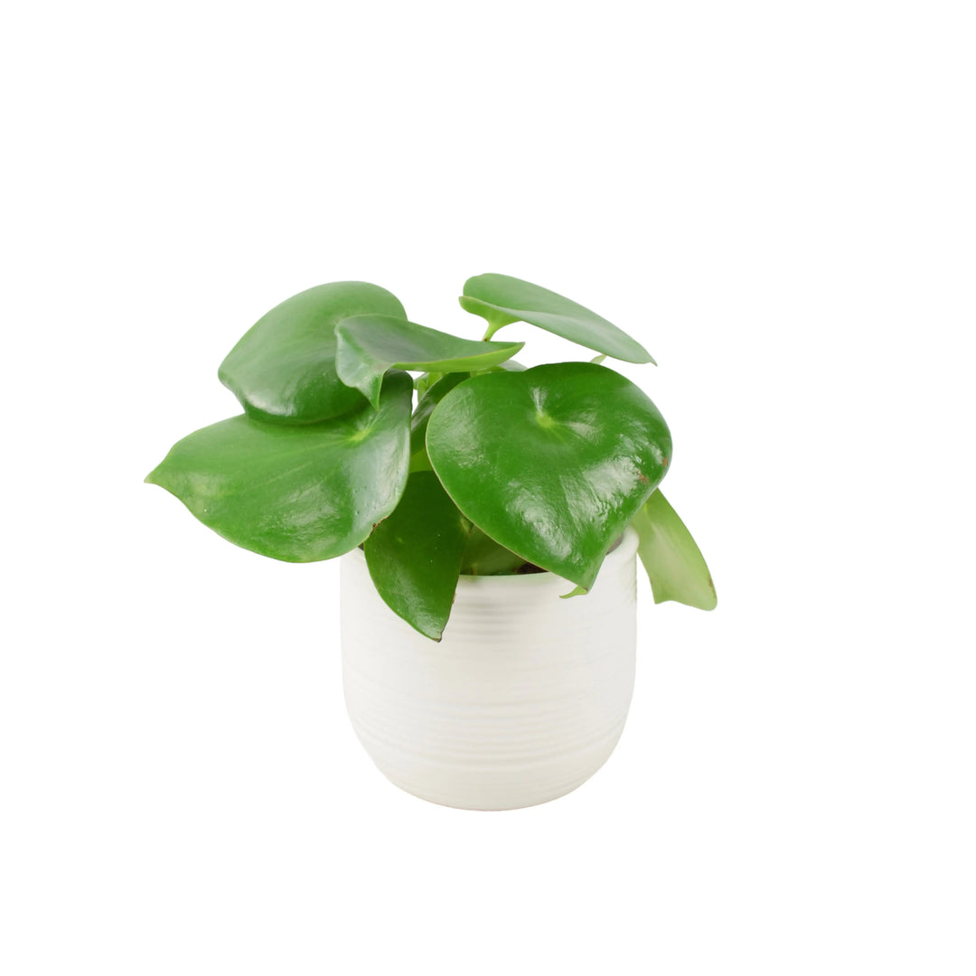 Pilea Polybotrya Raindrop Unbranded