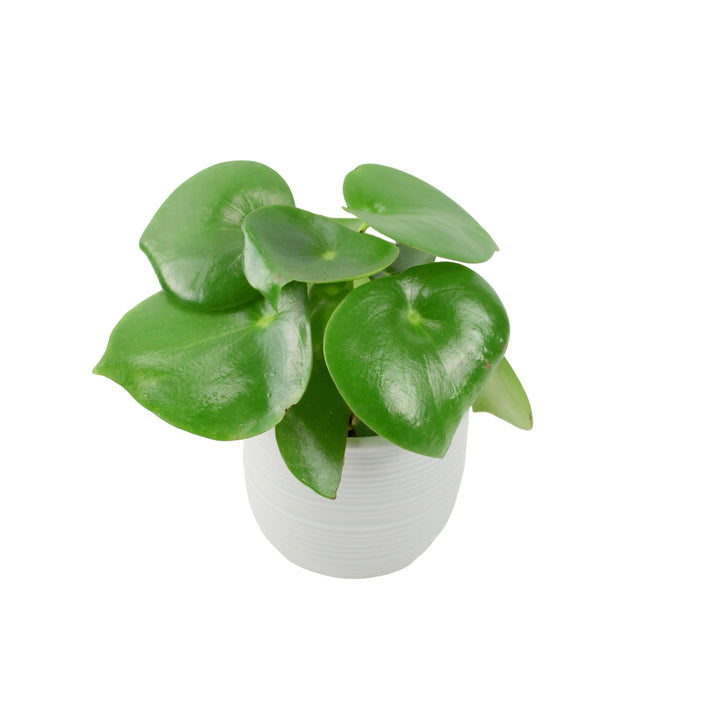 Pilea Polybotrya Raindrop Unbranded