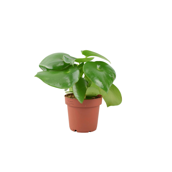 Pilea Polybotrya Raindrop Unbranded