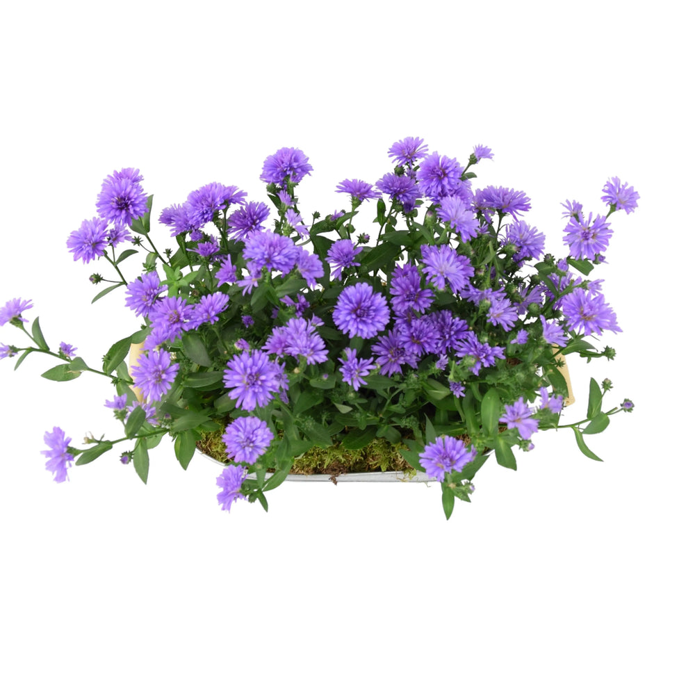 Aster Floral Trough Planter Plants By Post