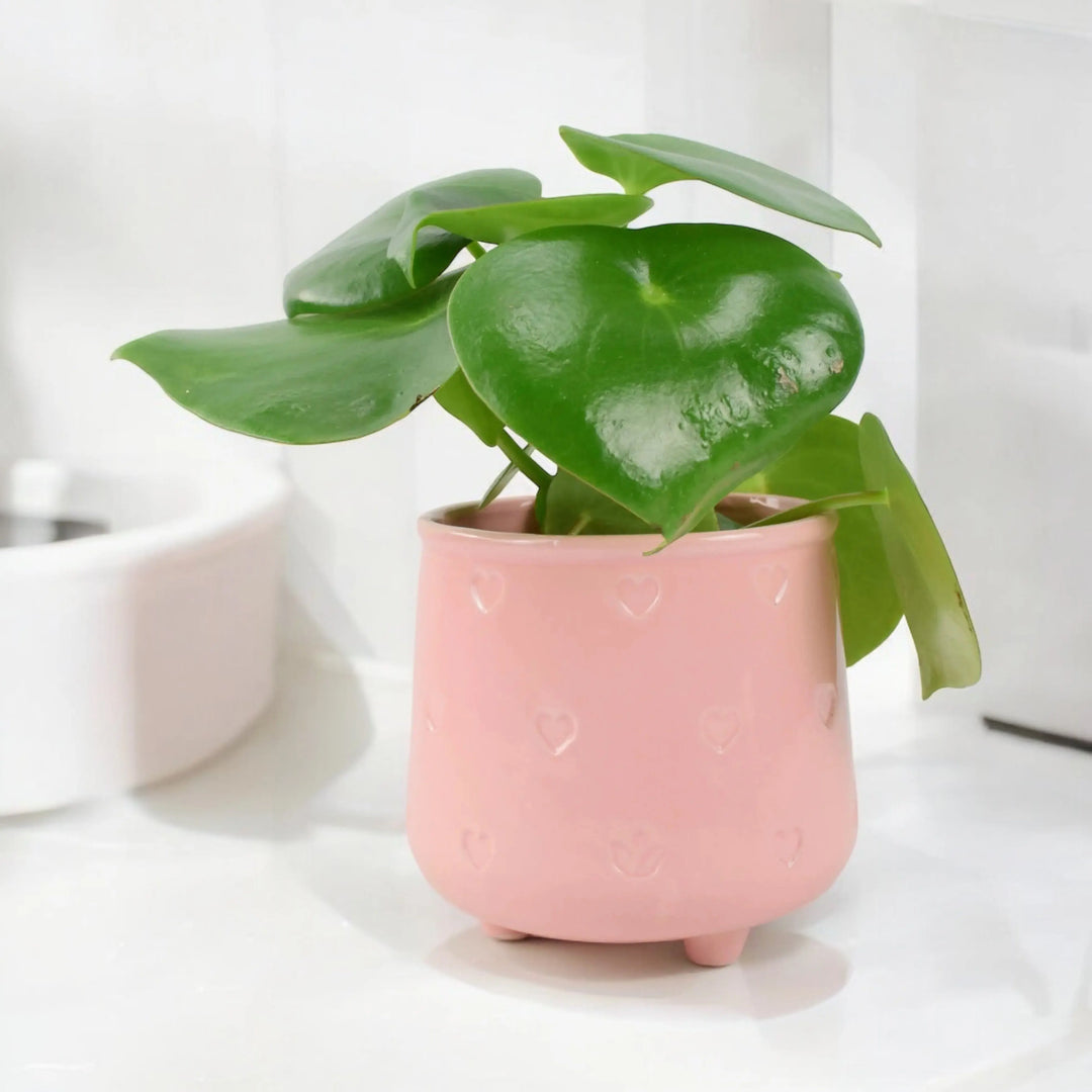 Pilea Polybotrya Raindrop Unbranded