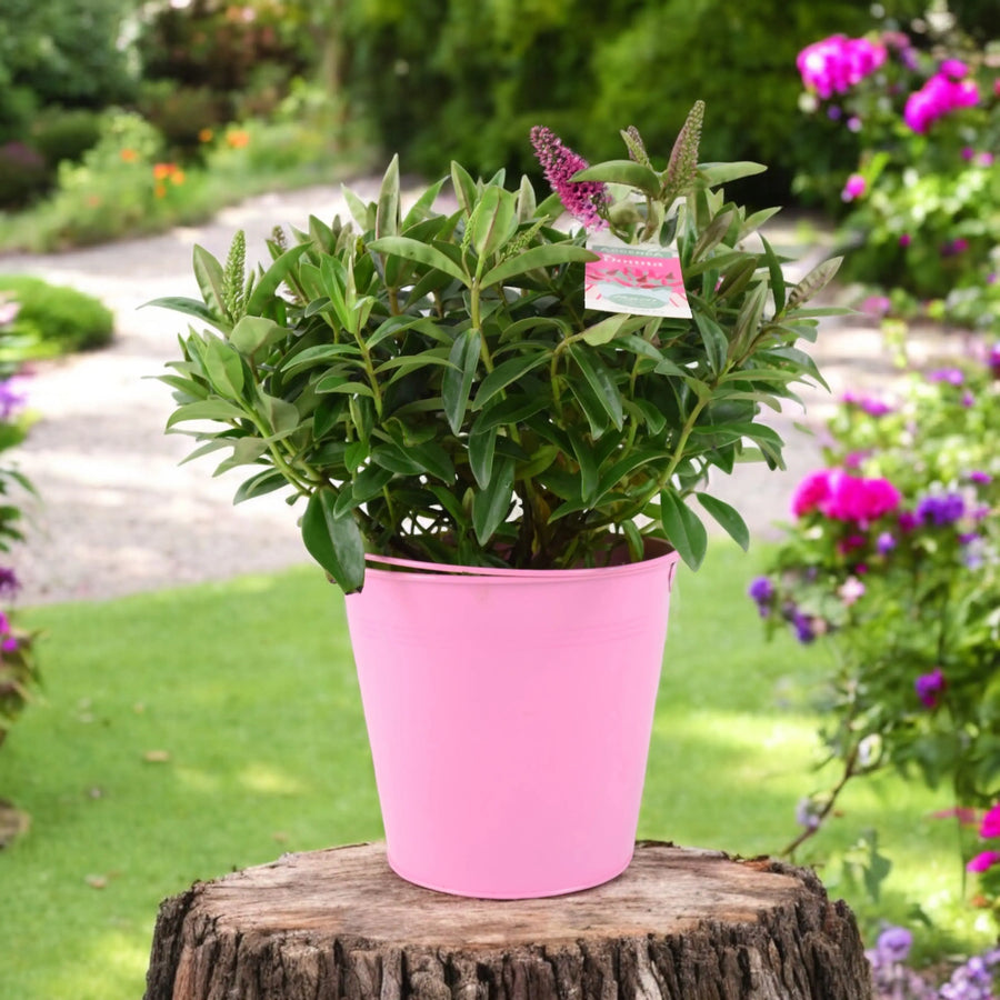 Hebe Donna Pink Plants By Post