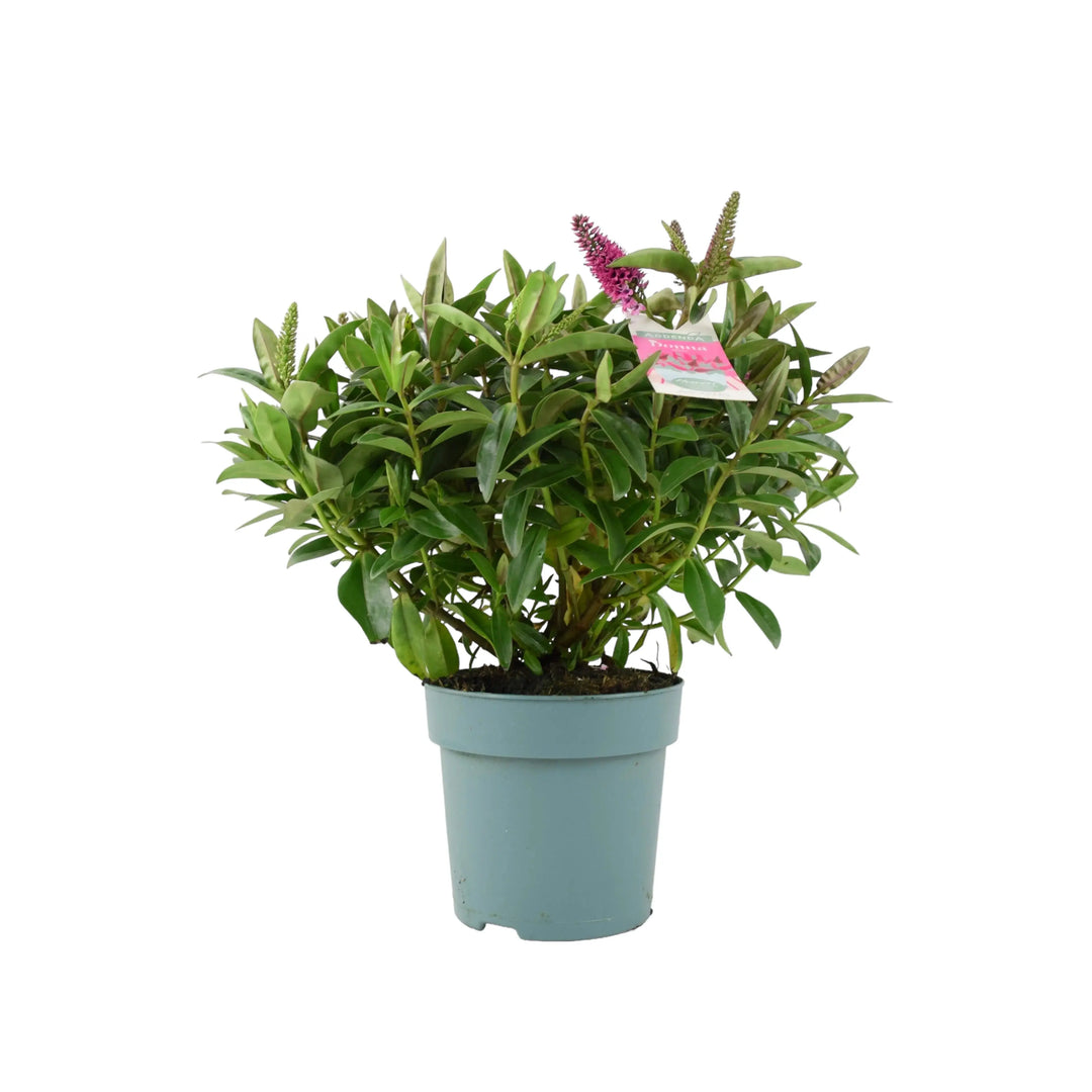 Hebe Donna Pink Plants By Post