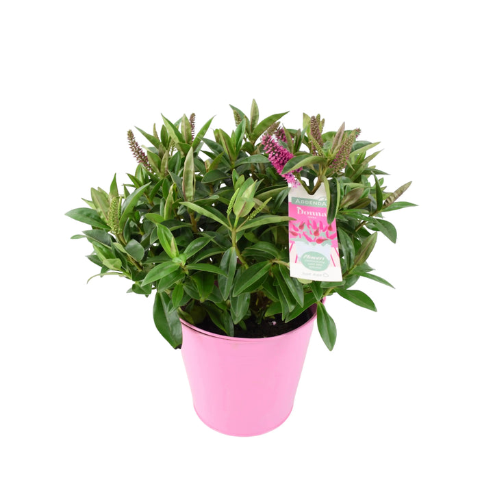 Hebe Donna Pink Plants By Post