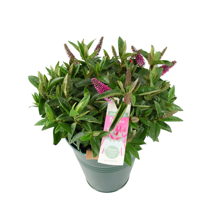 Hebe Donna Pink Plants By Post