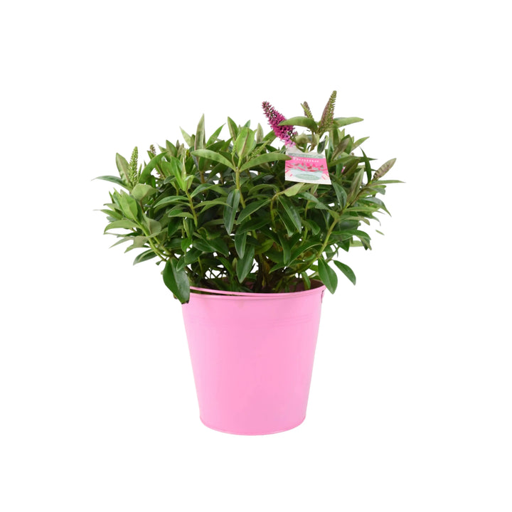 Hebe Donna Pink Plants By Post