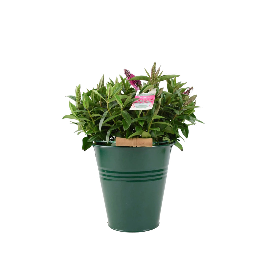 Hebe Donna Pink Plants By Post