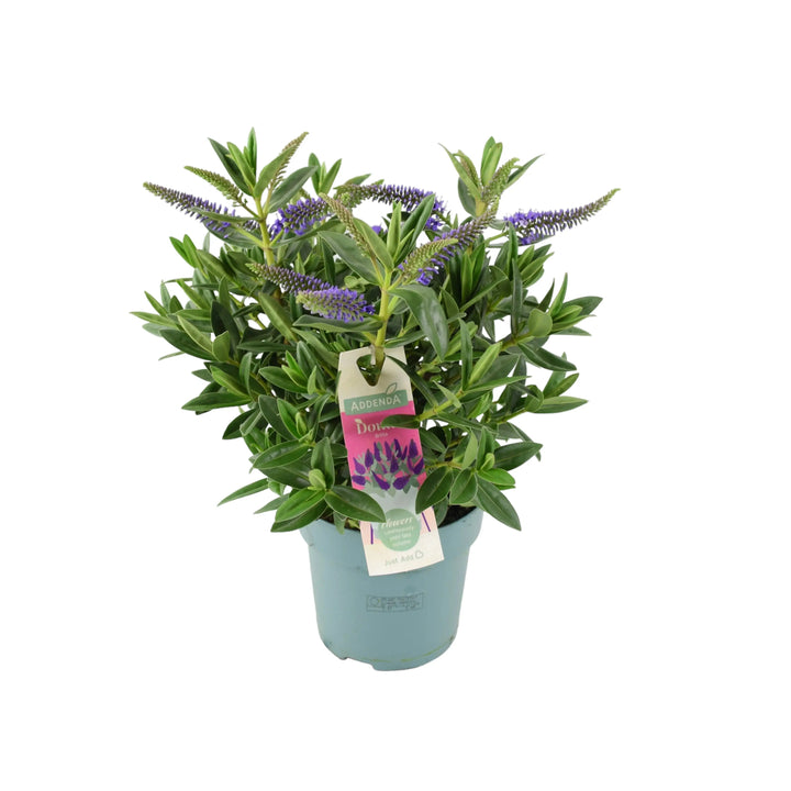 Hebe Donna Purple Plants By Post