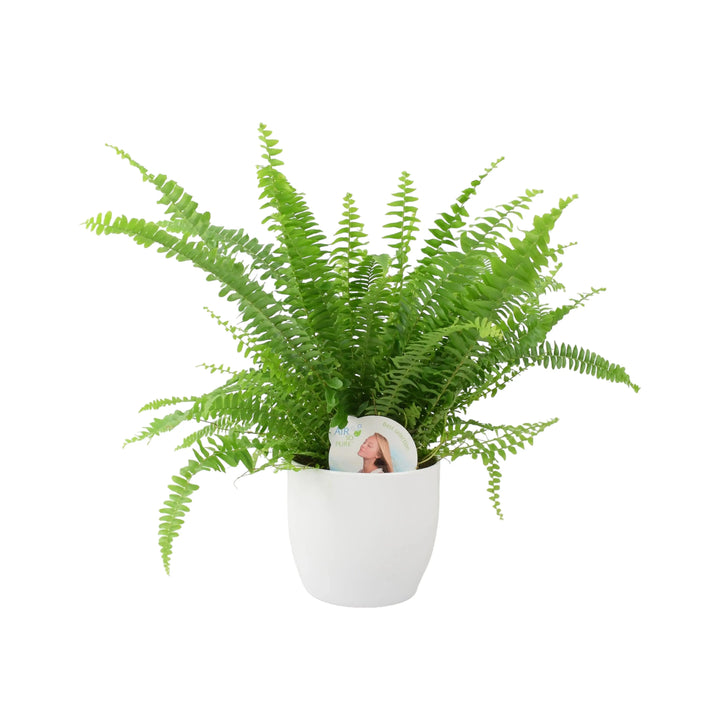 Boston Fern In White Ceramic Pot Gift Plants By Post UK