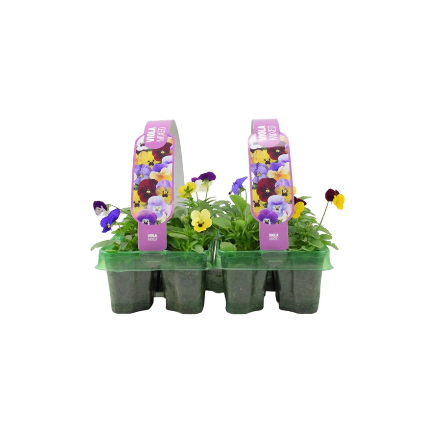 Viola Mixed 2 x 6 packs (12 Plants) Plants By Post