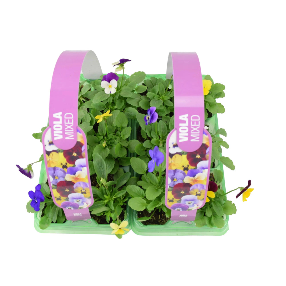 Viola Mixed 2 x 6 packs (12 Plants) Plants By Post