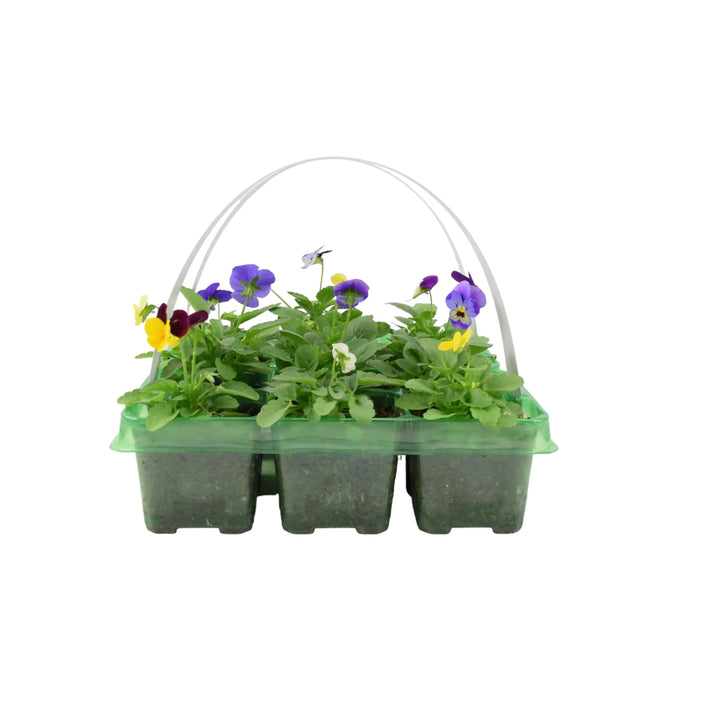 Viola Mixed 2 x 6 packs (12 Plants) Plants By Post