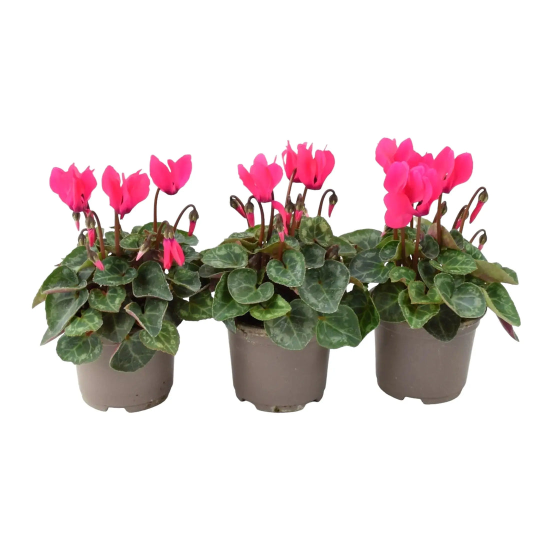 Cyclamen Dark Pink 9cm Pot x 3 plants by post