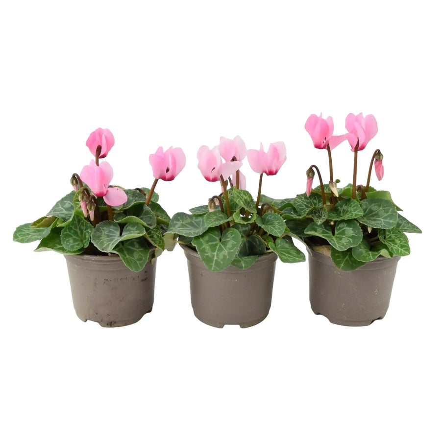 Cyclamen Light Pink 9cm Pot x 3 plants by post