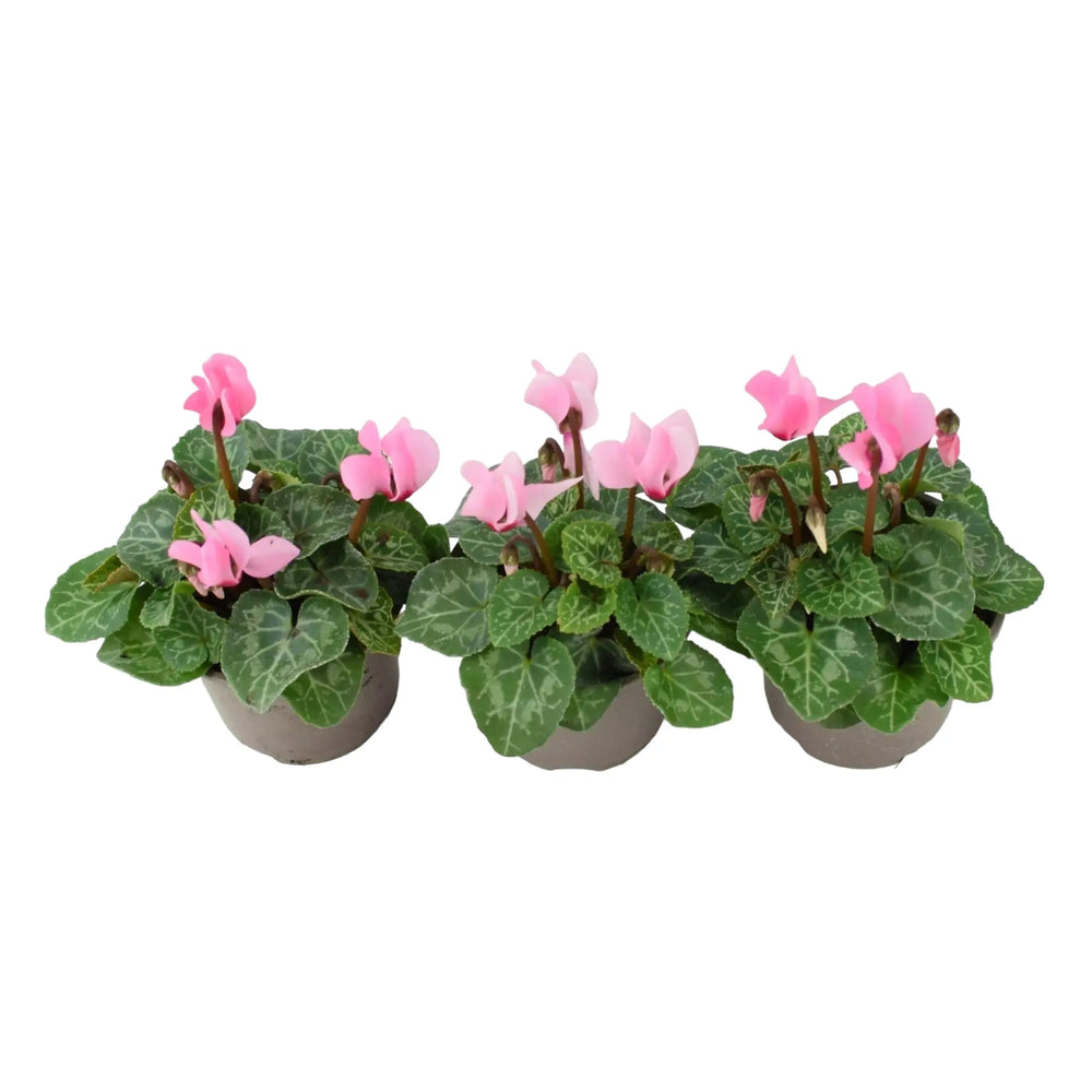 Cyclamen Light Pink 9cm Pot x 3 plants by post