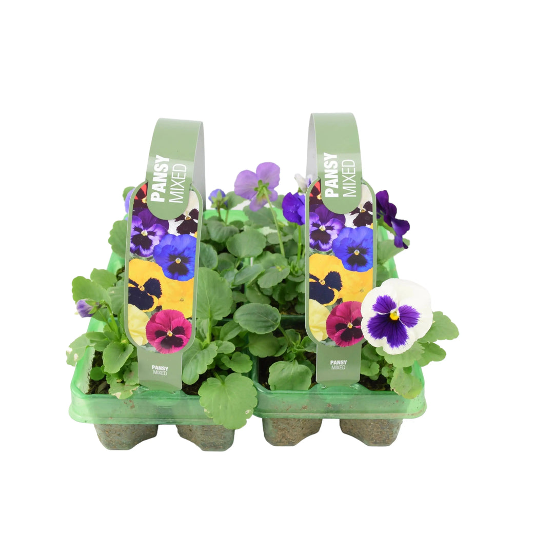 Pansy Mixed 6 pack x 2 (12 Plants) Plants By Post