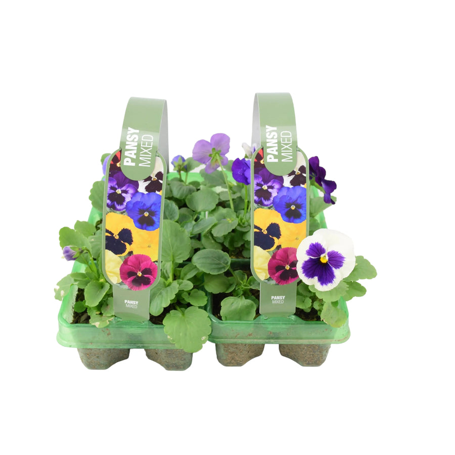 Pansy Mixed 6 pack x 2 (12 Plants) Plants By Post