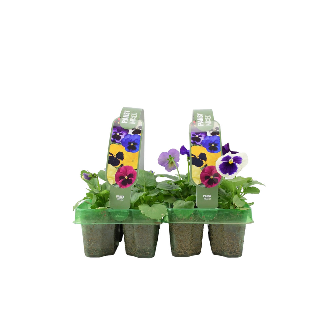 Pansy Mixed 6 pack x 2 (12 Plants) Plants By Post