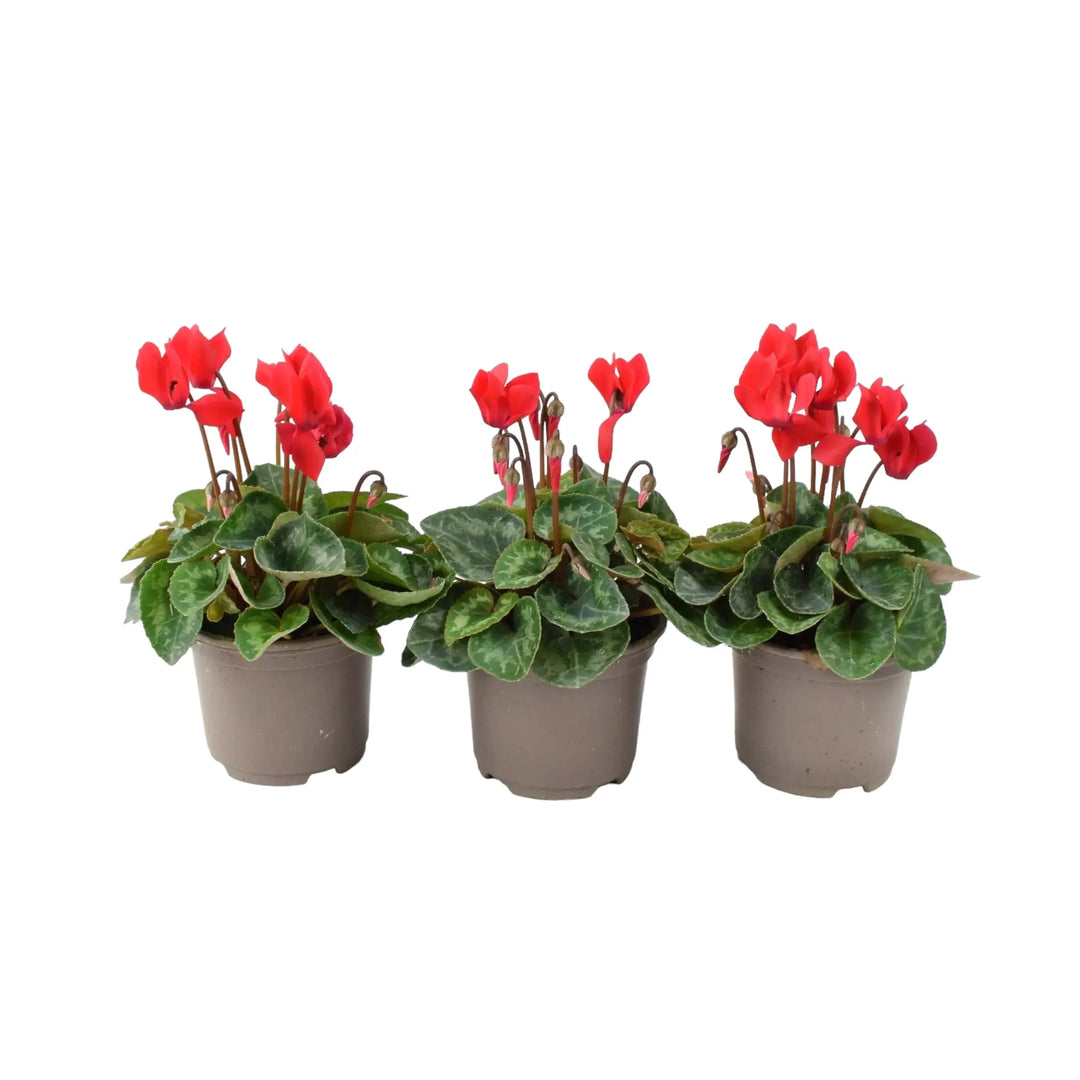 Cyclamen Red 9cm Pot x 3 plants by post