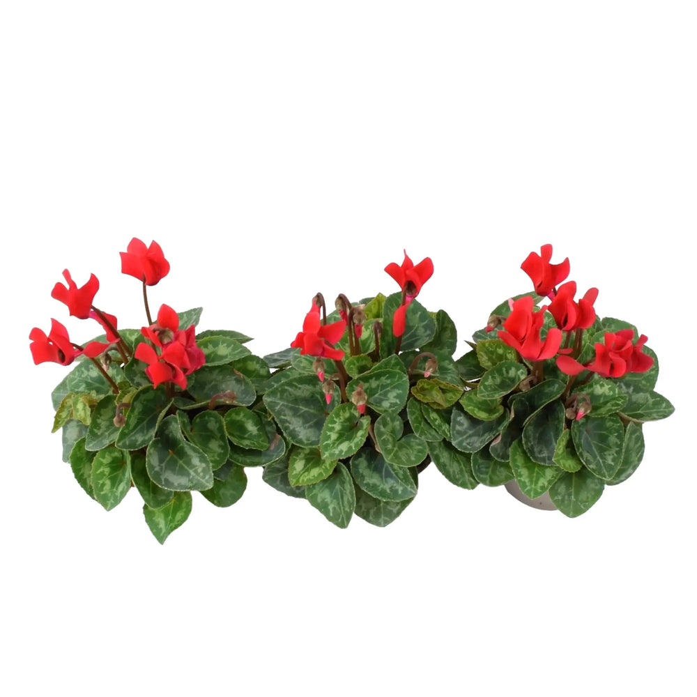 Cyclamen Red 9cm Pot x 3 plants by post