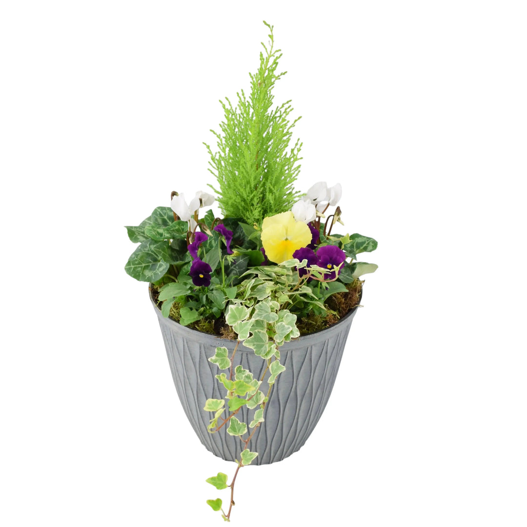 Seasonal Planted Container In 26cm Pot Plants By Post