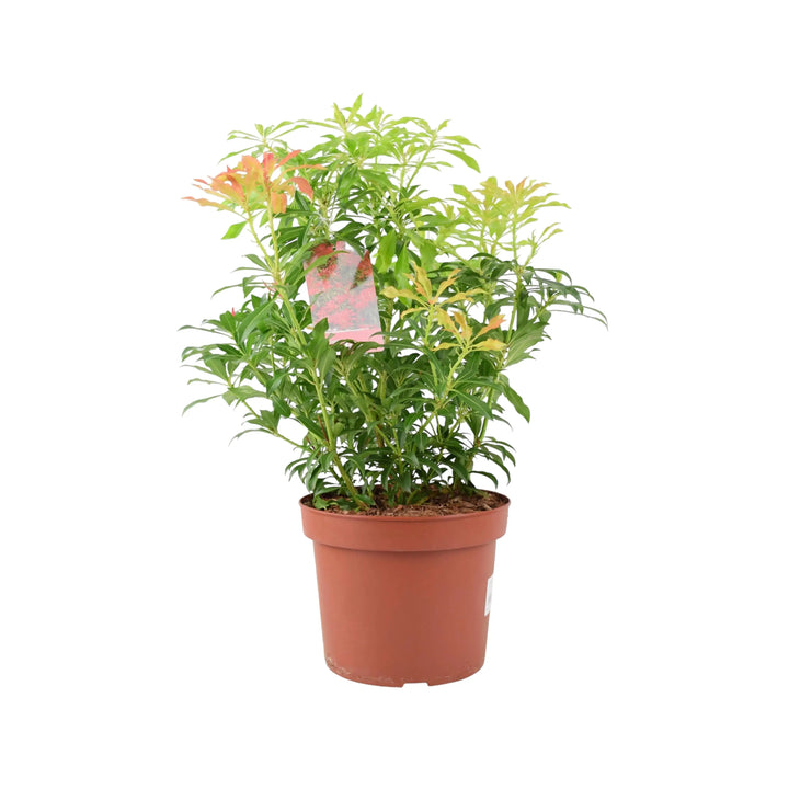 Pieris Forest Flame Unbranded