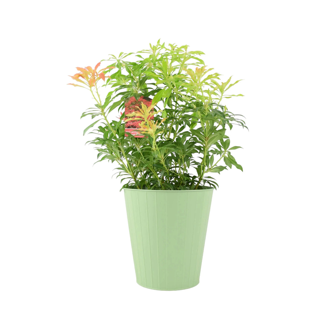 Pieris Forest Flame Unbranded