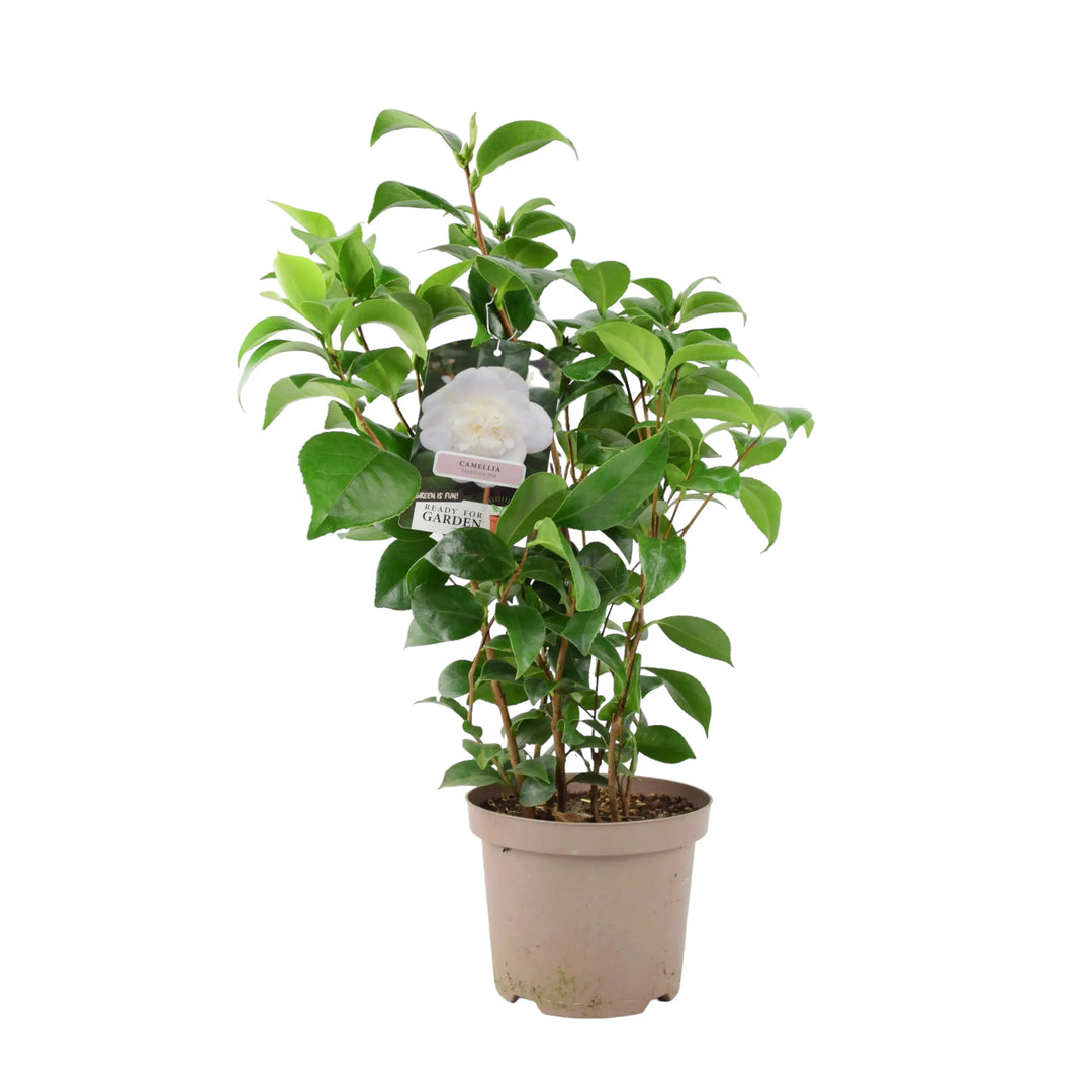 Camellia Japonica White Plants By Post