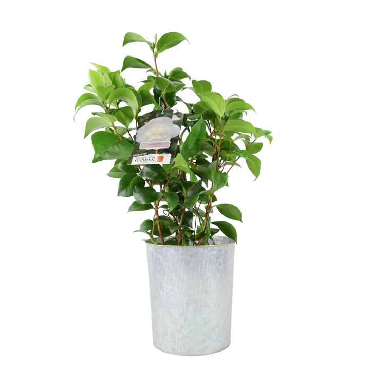 Camellia Japonica White Plants By Post