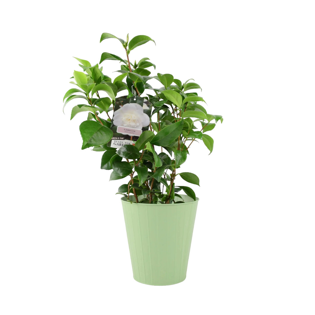 Camellia Japonica White Plants By Post