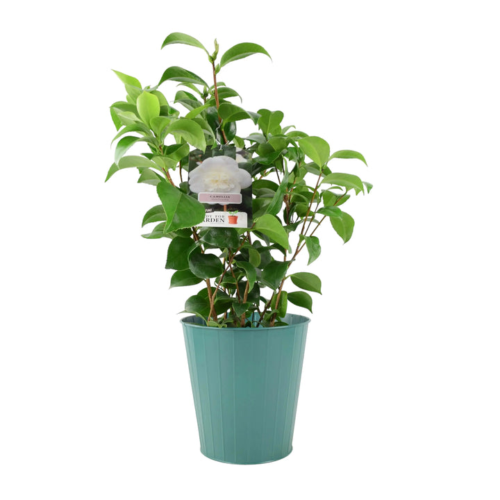 Camellia Japonica White Plants By Post