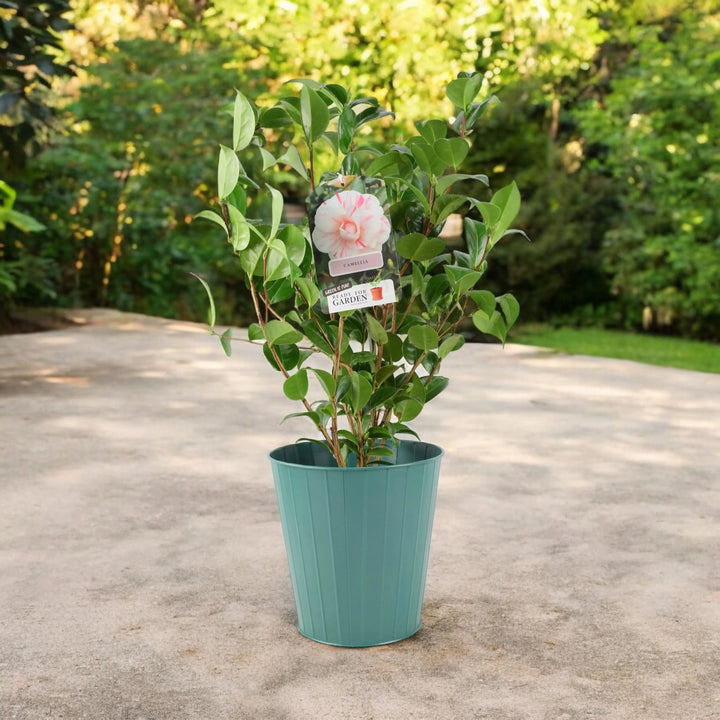 Camellia Japonica White Bicolour Plants By Post